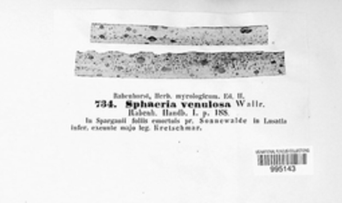 Sphaeria venulosa image